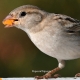 Sparrow beautiful