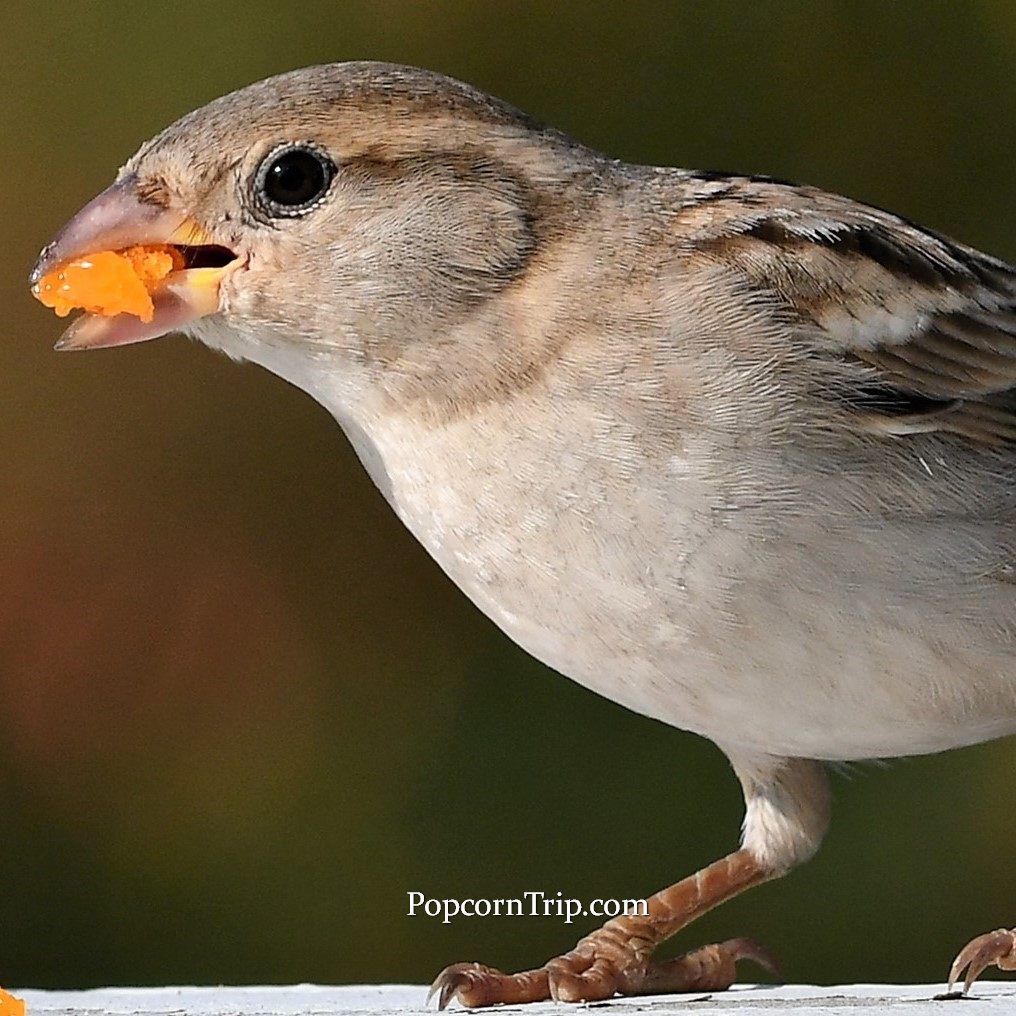 Sparrow