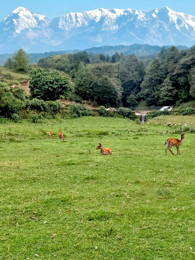 Best Winter Destination in Uttarakhand : Binsar Wildlife Sanctuary